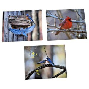 Set 3 Bird Prints by Jeff Partridge Bluebird & Cardinal Nature Photography 8x10